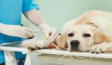 இனி செல்லப் பிராணிகளுக்கு இலவச சிகிச்சை  - சென்னை மாநகராட்சி அறிவிப்பு.. 