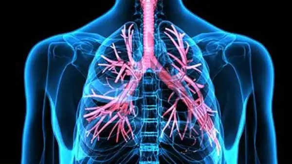 lungs