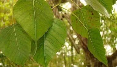 arasa maram health tips