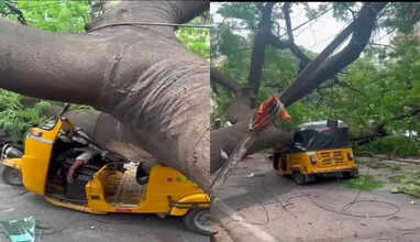 Hyderabad: Driver killed as tree falls on auto in Himayath Nagar