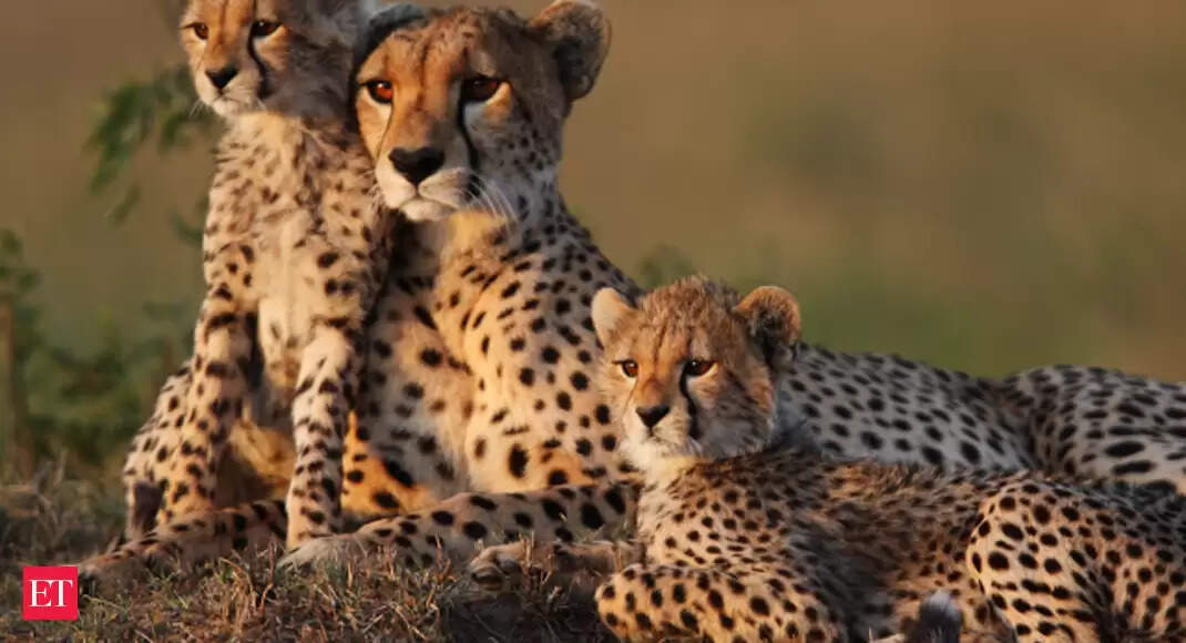 நமீபியாவில் இருந்து கொண்டு வரப்பட்ட சிறுத்தைகள் : பிரதமர் மோடி விடுவிக்கிறார்..