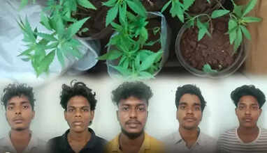 கஞ்சா செடி