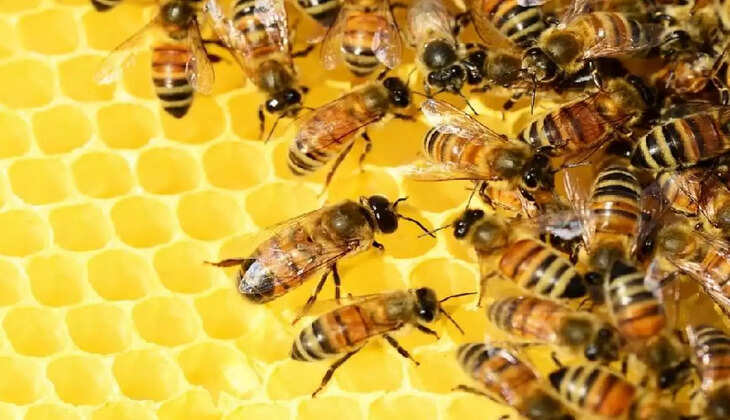 honey bee