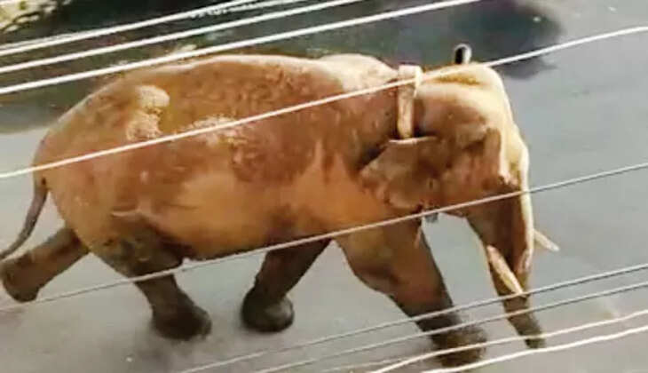 பிடிபட்ட அரிசிக்கொம்பன் யானை.. 10 நாட்களுக்கு பிறகு கம்பத்தில் 144 தடை நீக்கம்..