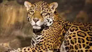 சிறுத்தை