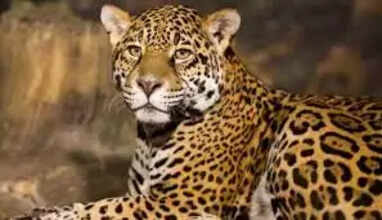 சிறுத்தை