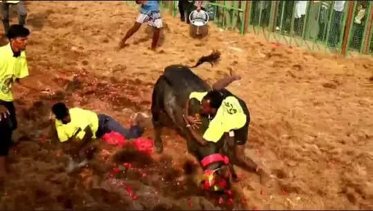 jallikattu