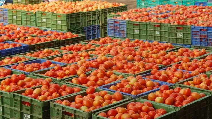 தக்காளி