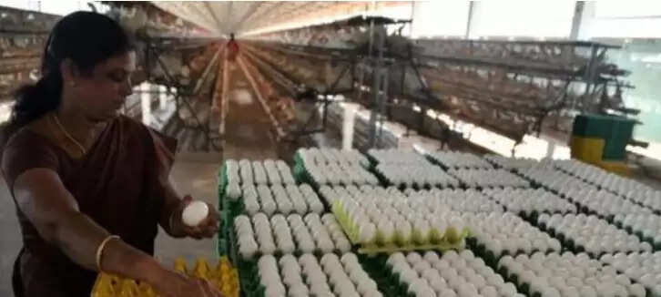 egg