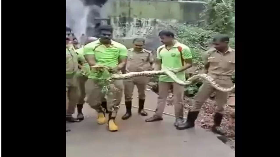 குற்றாலம் ஐந்தருவியில் 15 அடி நீள மலைப்பாம்பு மீட்பு