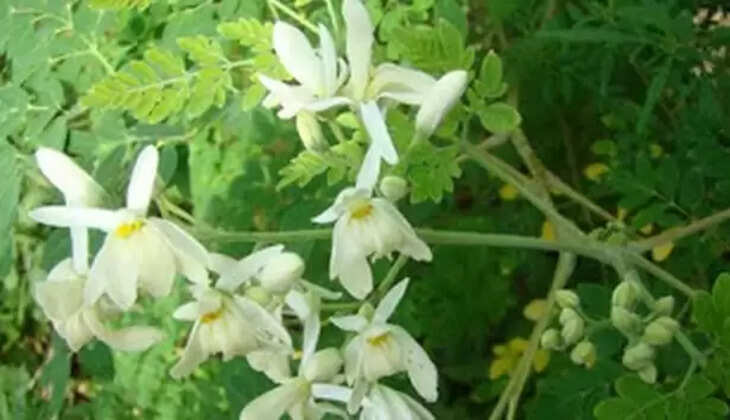 murungai keerai benefits