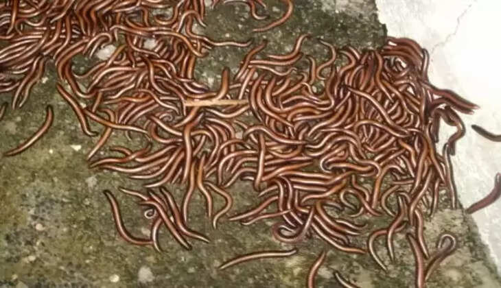 அட்டை பூச்சி