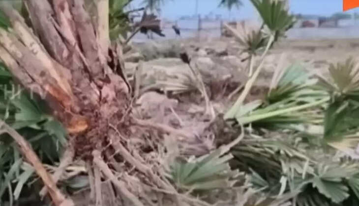 மாநாட்டு மேடை அமைப்பதற்காக பனங்கன்றுகளை பிடுங்கி எரிந்த&nbsp;தவெகவினர்