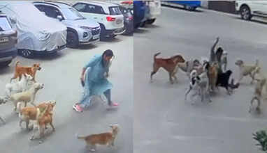 Brave Woman Fights Off Around 15 Stray Dogs With Slipper In Hyderabad