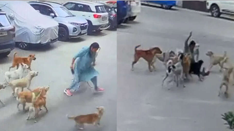 Brave Woman Fights Off Around 15 Stray Dogs With Slipper In Hyderabad