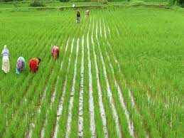 டெல்டா பகுதிகளில் நிலக்கரி சுரங்கம் அமைக்கும் திட்டம் ரத்து - மத்திய அரசு அறிவிப்பு