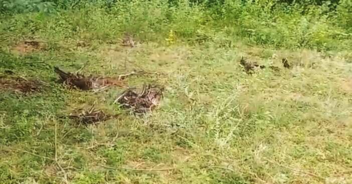 துறையூர் அருகே 20 மயில்கள் மர்மமான முறையில் உயிரிழப்பு - வனத்துறையினர் விசாரணை!
