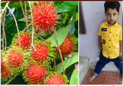 ரம்புட்டான் பழ விதை தொண்டையில் சிக்கி 5 வயது சிறுவன் பலி..!!