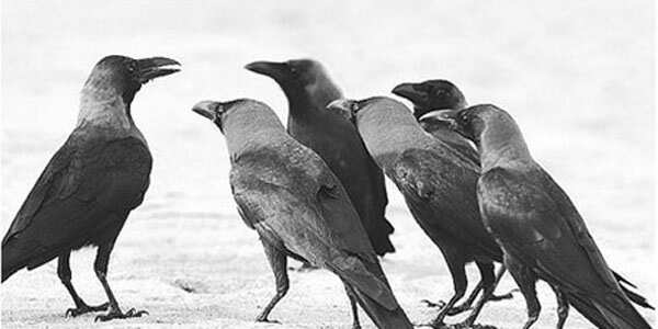 காக்காவை மட்டமாக பேசாதீங்க - காக்காவோட மகத்துவம் தெரியுமா உங்களுக்கு? செல்லூர் ராஜூவை சாடும் கரு.நாகராஜன்