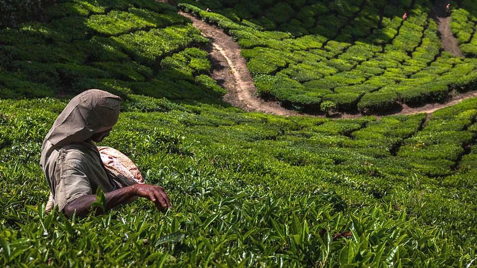 மாஞ்சோலை தேயிலை தோட்ட தொழிலாளர்களுக்கு நோட்டீஸ்!!