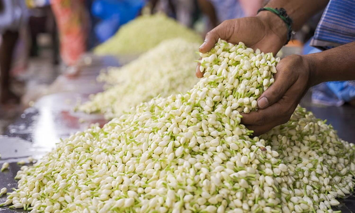 1 கிலோ மல்லிகைப்பூ ரூ. 4, 200... கிடுகிடுவென உயர்ந்த விலை!!