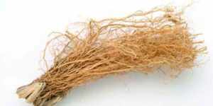 வெட்டி வேர் டானிக் உடலை சீர்படுத்தி, தட்டி தூக்கும் நோய்கள் பட்டியல்