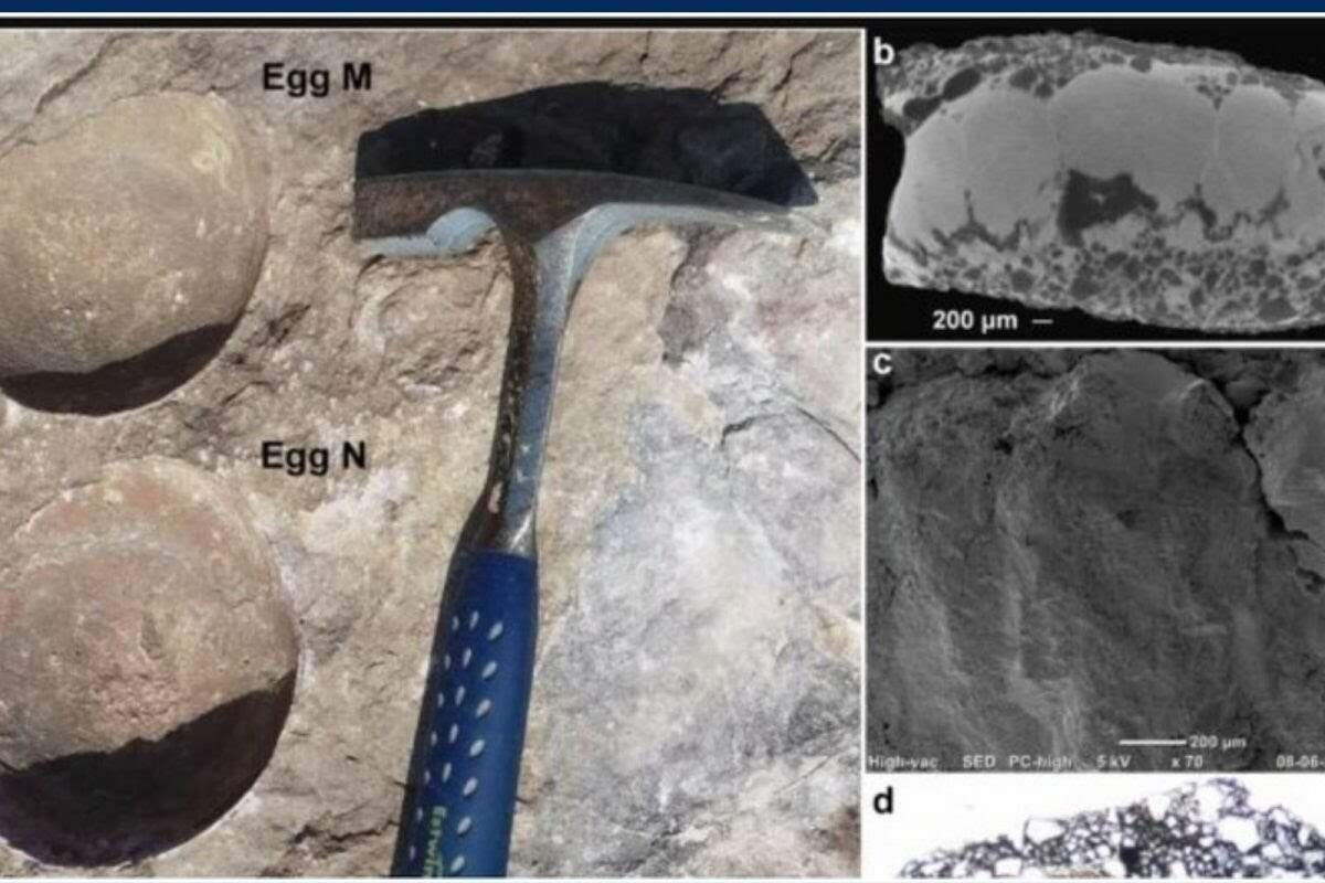 மத்தியபிரதேசத்தில் டைனோசர் முட்டைகள் கண்டுபிடிப்பு