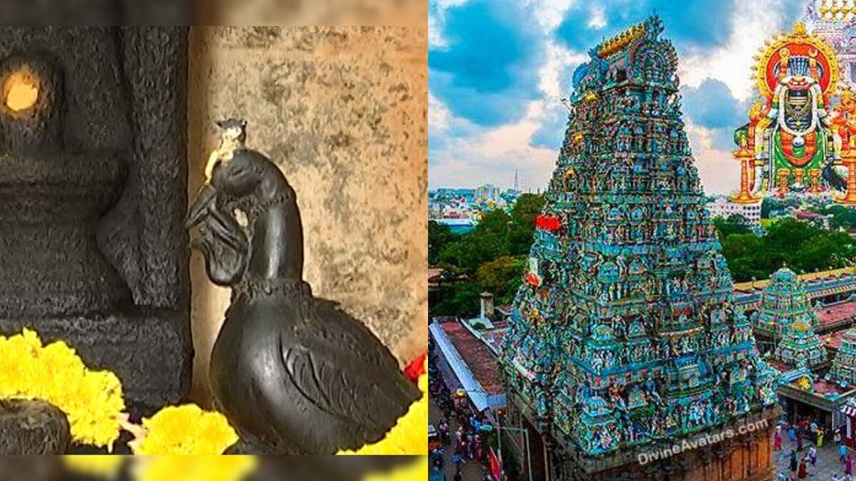 கபாலீஸ்வரர் கோயிலில் மாயமான மயில் சிலை தெப்பக்குளத்தில்? - வெளியான பகீர் தகவல்... சூடுபிடிக்கும் விசாரணை!