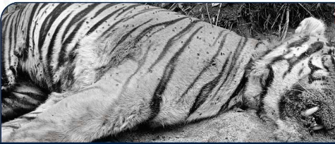 திருப்பூர்: 9 வயது மதிக்கத்தக்க ஆண் புலி உயிரிழப்பு