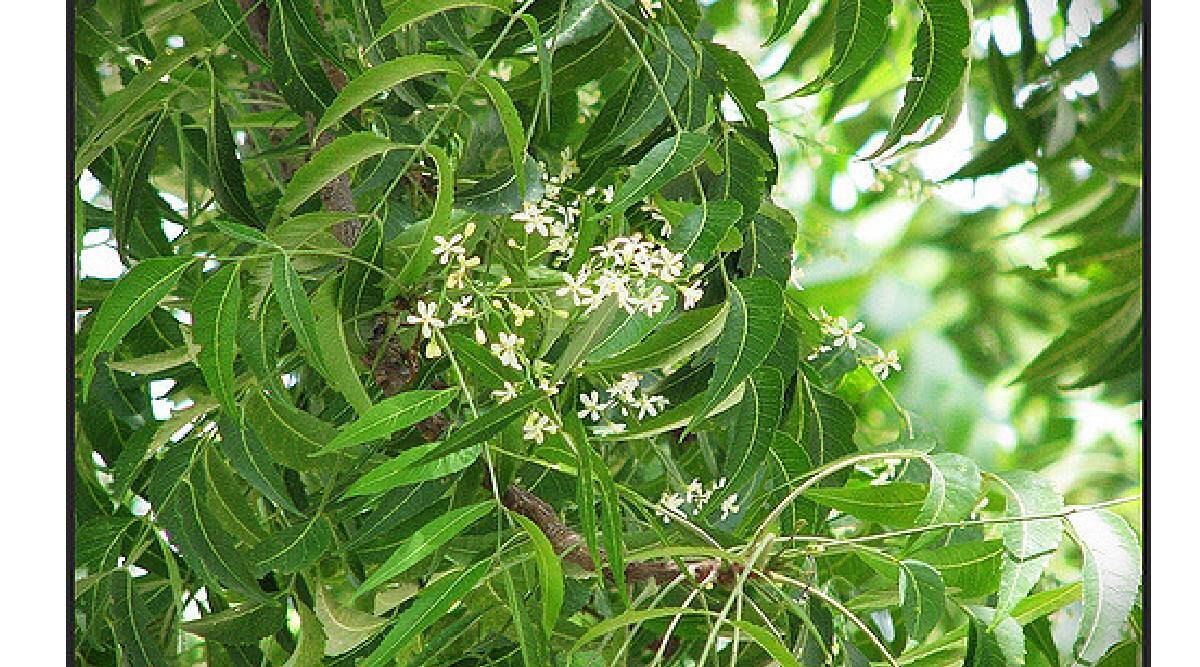 வயிற்றில் ஏற்பட்டுள்ள புண்களை ஆற்றும் இந்த இலை