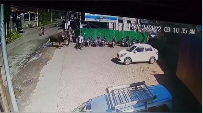 கொடைக்கானலில் காட்டெருமை தாக்கி இருவர் படுகாயம்!