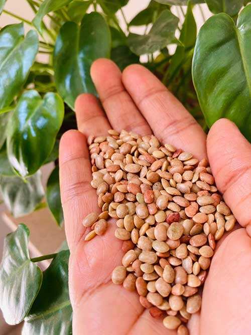 நம்மை ஒல்லியாக்கும் கொள்ளு சட்னி தயாரிக்கும் முறை