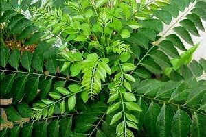 முருங்கை இலை மற்றும் கருவேப்பிலை மூலம் நம் உடலில் நேரும் அதிசயம்