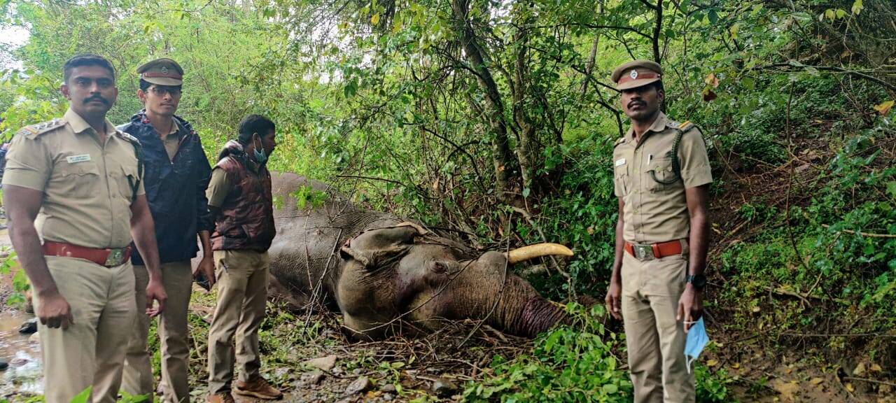 ஆனைக்கட்டி வனப்பகுதியில் 2 காட்டுயானைகள் இடையே மோதல்... 40 வயது மதிக்கத்தக்க ஆண் யானை பலி!