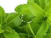 கோடையில் துளசி சேர்த்து வந்தால் எந்த பிரச்சினை ஓடும் தெரியுமா ?