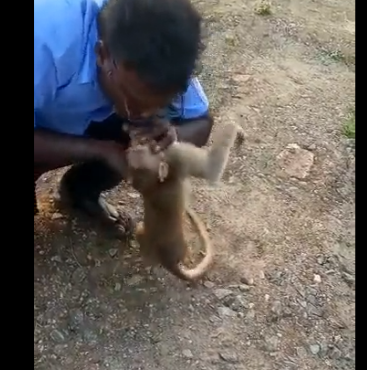 குரங்கிற்கு முதலுதவி செய்து காப்பாற்றிய ஓட்டுநர்... வைரலாகும் வீடியோ... குவியும் பாராட்டுக்கள்....