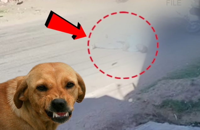 குறுக்கே வந்த நாய் - பறிபோன இளைஞர் உயிர்! பதறவைக்கும் வீடியோ