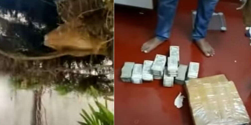 மரக்கிளையில் ரூ.1 கோடி பணம்! ரெய்டில் மோப்பம் பிடித்த அதிகாரிகள்!