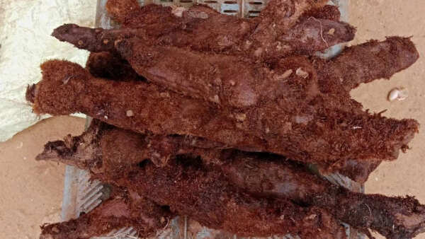 15 நாட்களில் மூட்டு வலியை விரட்டும் முடவாட்டுக்கால் கிழங்கு..! செய்முறையும் மருத்துவப் பயன்களும்!