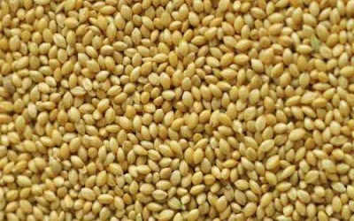 Rahasia sehat lain yang tersembunyi dalam beras millet untuk menangkal diabetes
