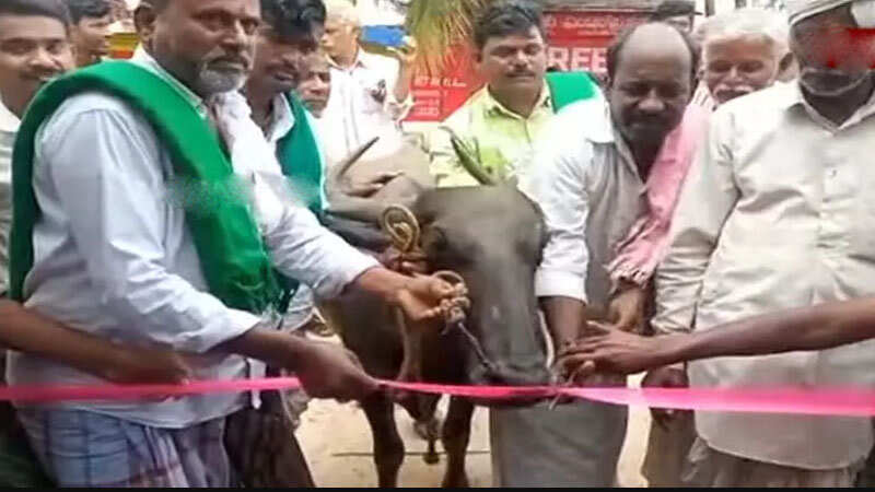 அரசுக்கு பதிலடி! பேருந்து நிலையத்தை திறந்து வைத்த எருமை மாடு