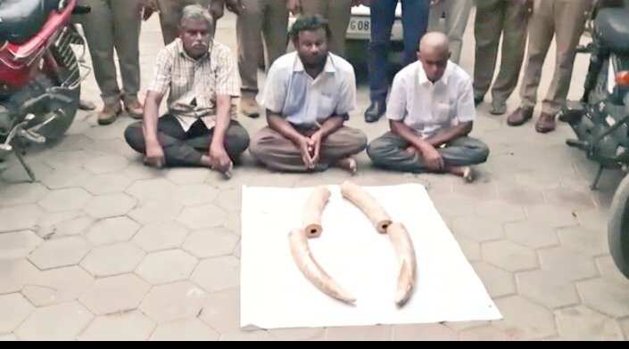 திருப்பூரில் ரூ.80 லட்சம் மதிப்பிலான யானை தந்தங்கள் பறிமுதல் - மூவர் கைது