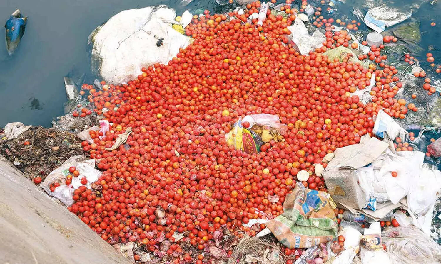 கடும் விலை வீழ்ச்சி... கூடை கூடையாக தக்காளியை ஓடையில் கொட்டும் விவசாயிகள்..!!