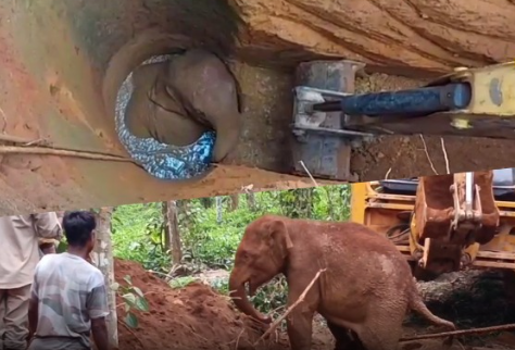 கிணற்றில் விழுந்த குட்டி யானை - 10 மணி நேர போராட்டத்திற்கு பின் மீட்ட வனத்துறையினர்