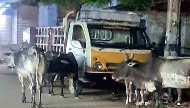 மாடு முட்டி முதியவர் உயிரிழப்பு! சென்னையில் சோகம்