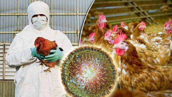 வேகமாக பரவும் பறவை காய்ச்சல் - கால்நடைத்துறை அதிகாரிகள் ஆய்வு