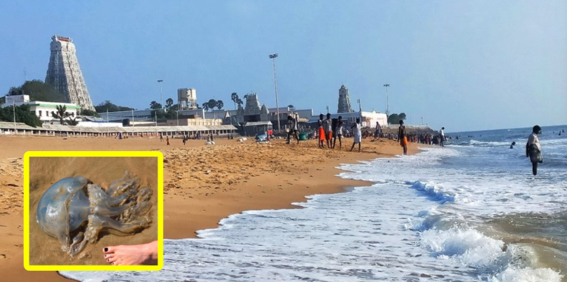 ஜெல்லி மீன்கள் உலா- திருச்செந்தூர் கடலில் குளிக்க தடை