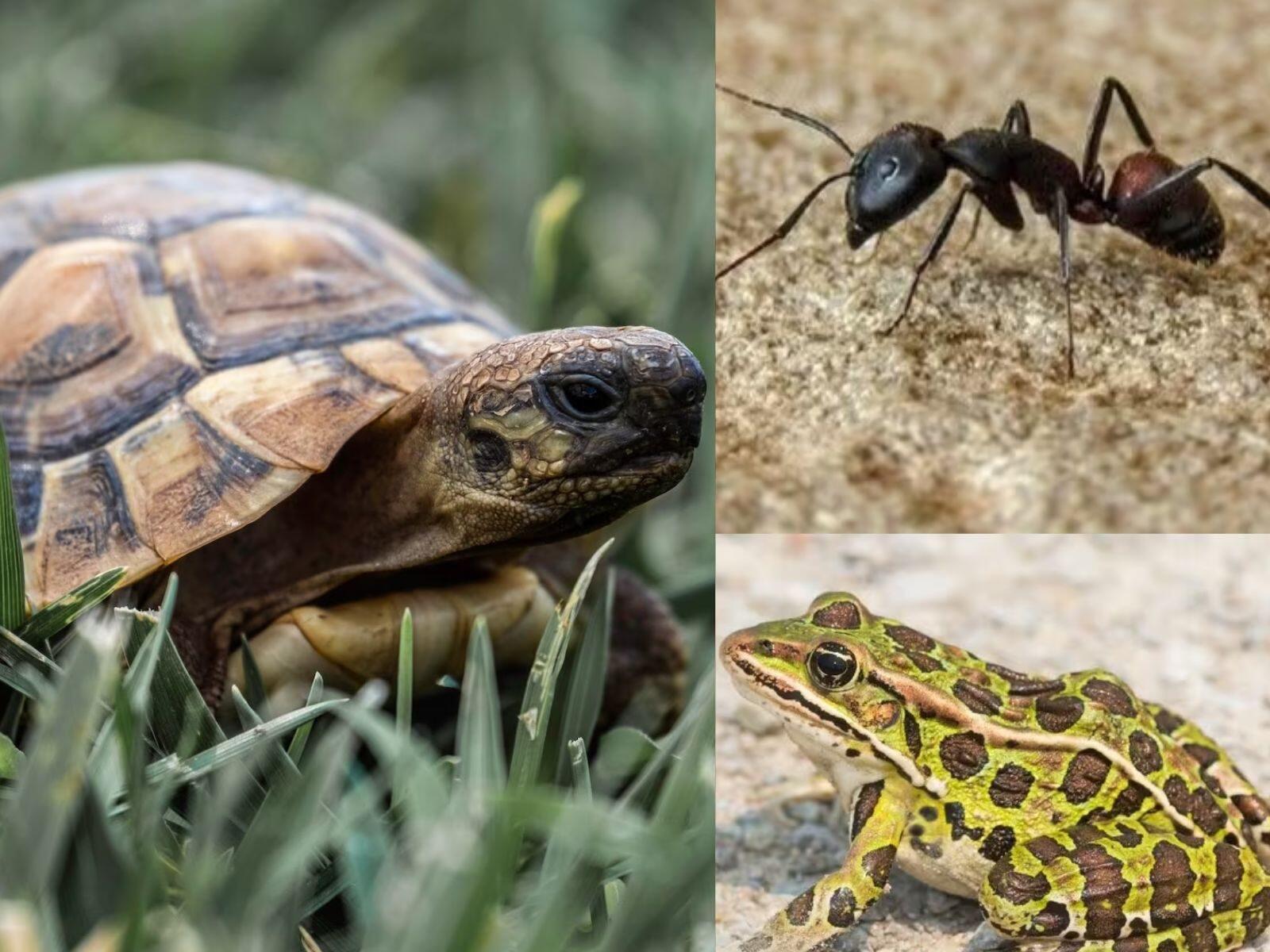 வீட்டில் நுழையக் கூடாத உயிரினங்கள் எவை? - அதிர்ஷ்டம், துரதிர்ஷ்டம் தரும் விலங்குகள்