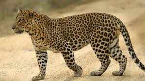 4 வயது சிறுவனை கடித்து இழுத்துச்செல்ல முயன்ற சிறுத்தை .. வால்பாறை அருகே பரபரப்பு..!!