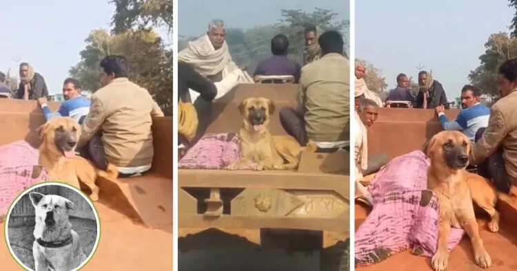 இறந்த எஜமானருக்காக சுடுகாட்டிலேயே காத்துக் கிடக்கும் நன்றியுள்ள ஜீவன்..!